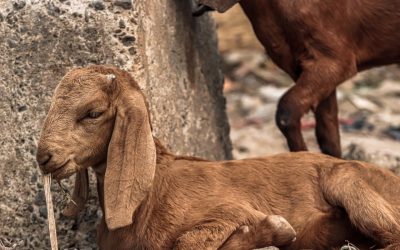 From Environmental Bills to Ready-Packaged Goats?