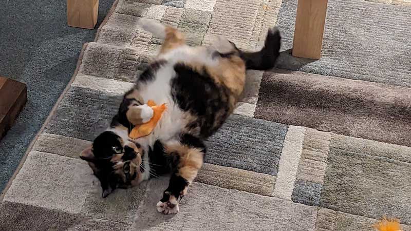 Meg the Cat