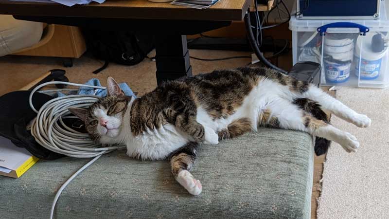 Tilly the Cat