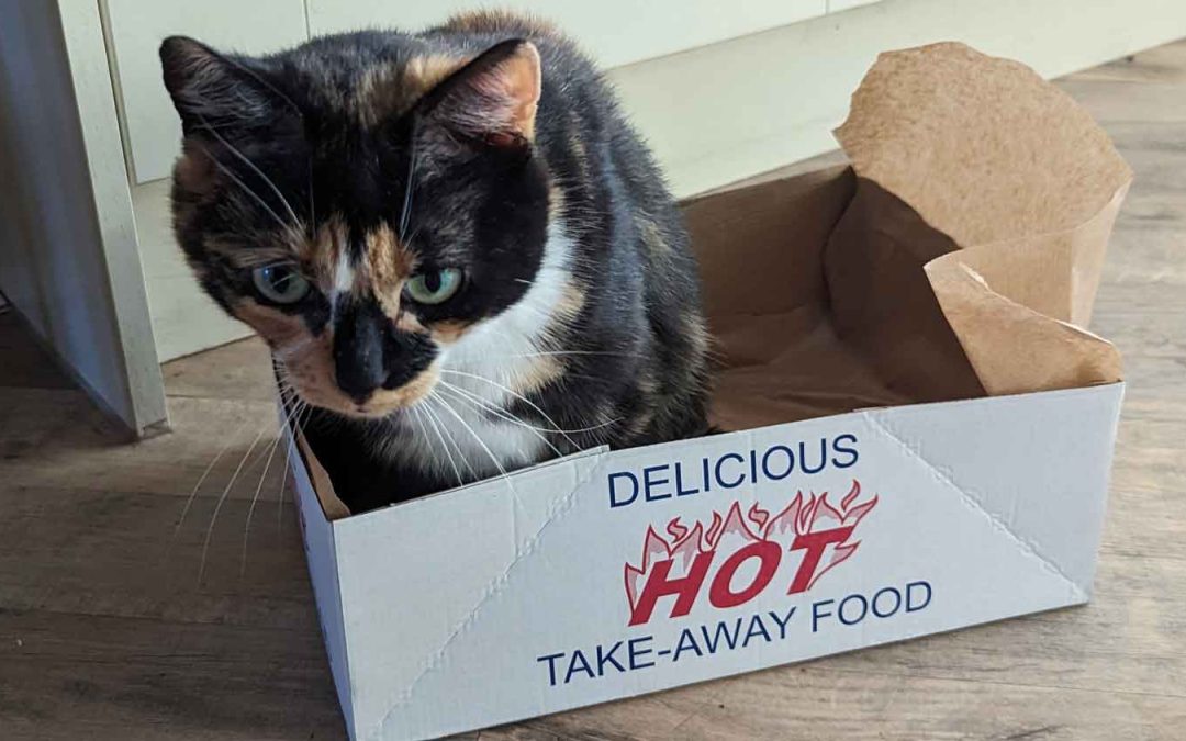 Unexpected Takeaway and Cat
