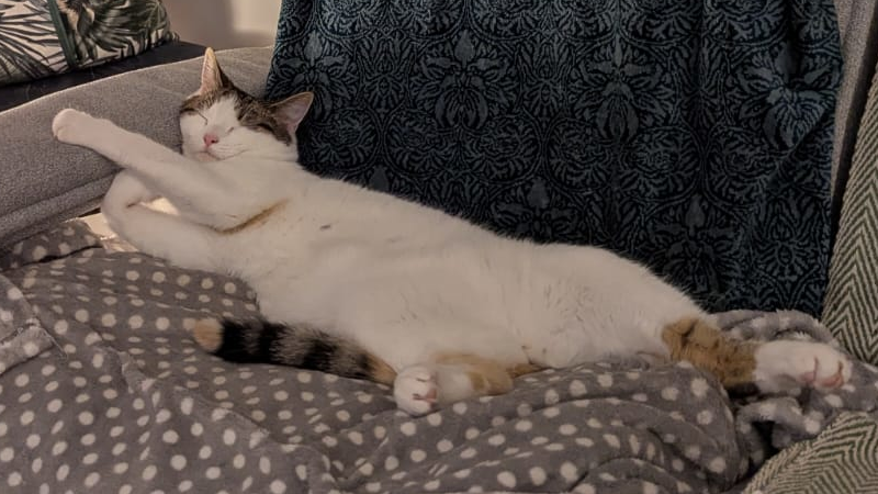 Meg the Cat
